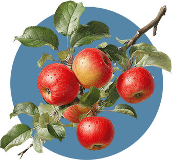 a bunch of ripe apples on a branch